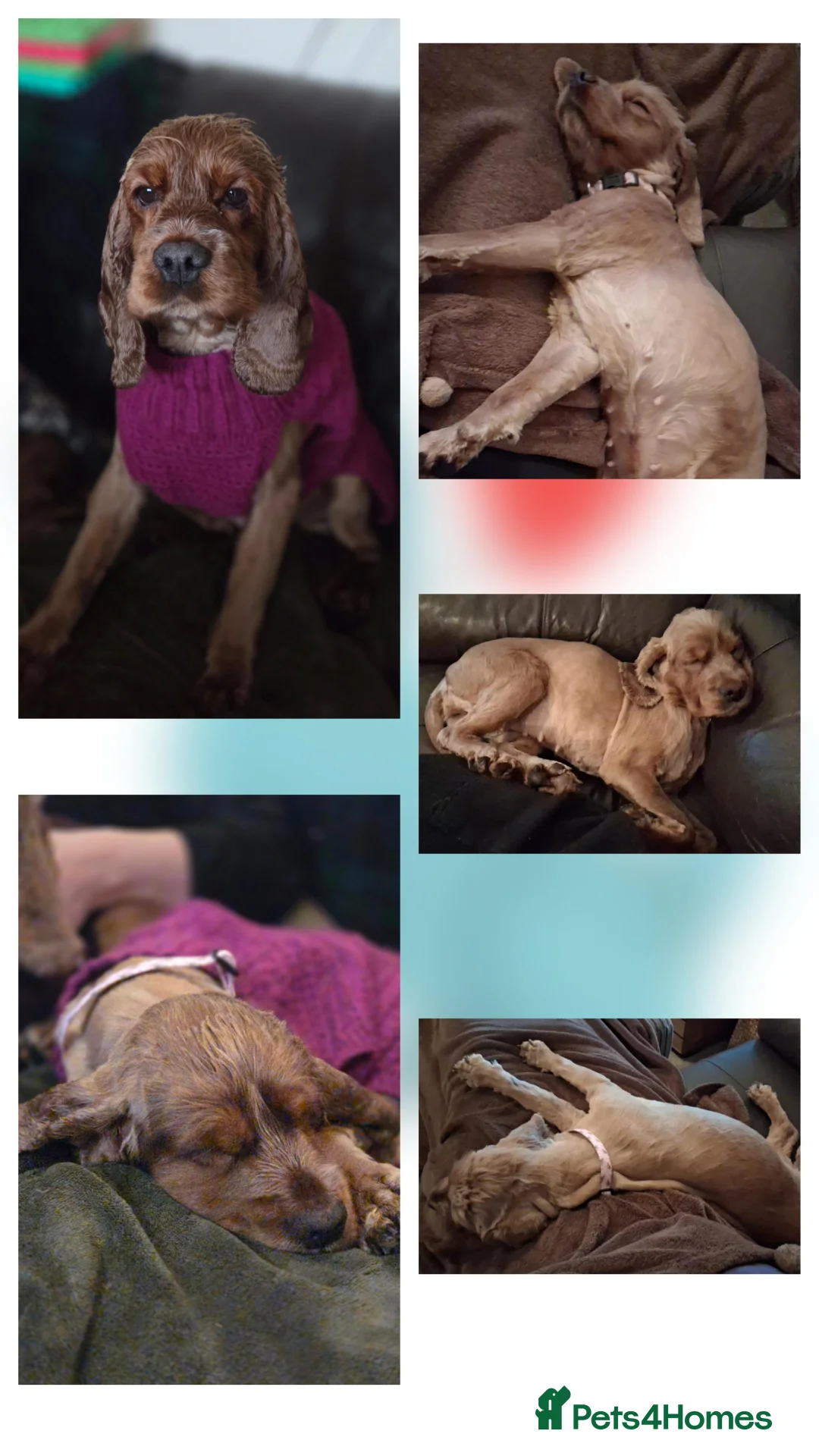 Cocker Spaniel dogs for adoption: Chicken -  looking for her bestest life  - Advert 2