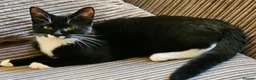 Mixed Breed cats for adoption: Bonded pair of young rescue cats looking for home in Hook - Advert 2