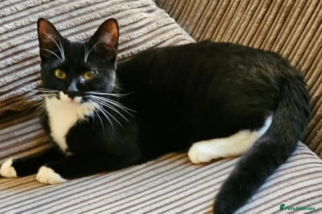 Mixed Breed cats for adoption: Bonded pair of young rescue cats looking for home in Hook - Advert 2