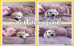 Mini Goldendoodle dogs for sale: Beautiful Family Raised F1 Mini Golden-doodles  - Image 11