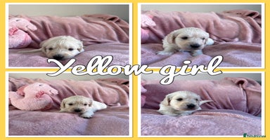 Mini Goldendoodle dogs - Advert 4