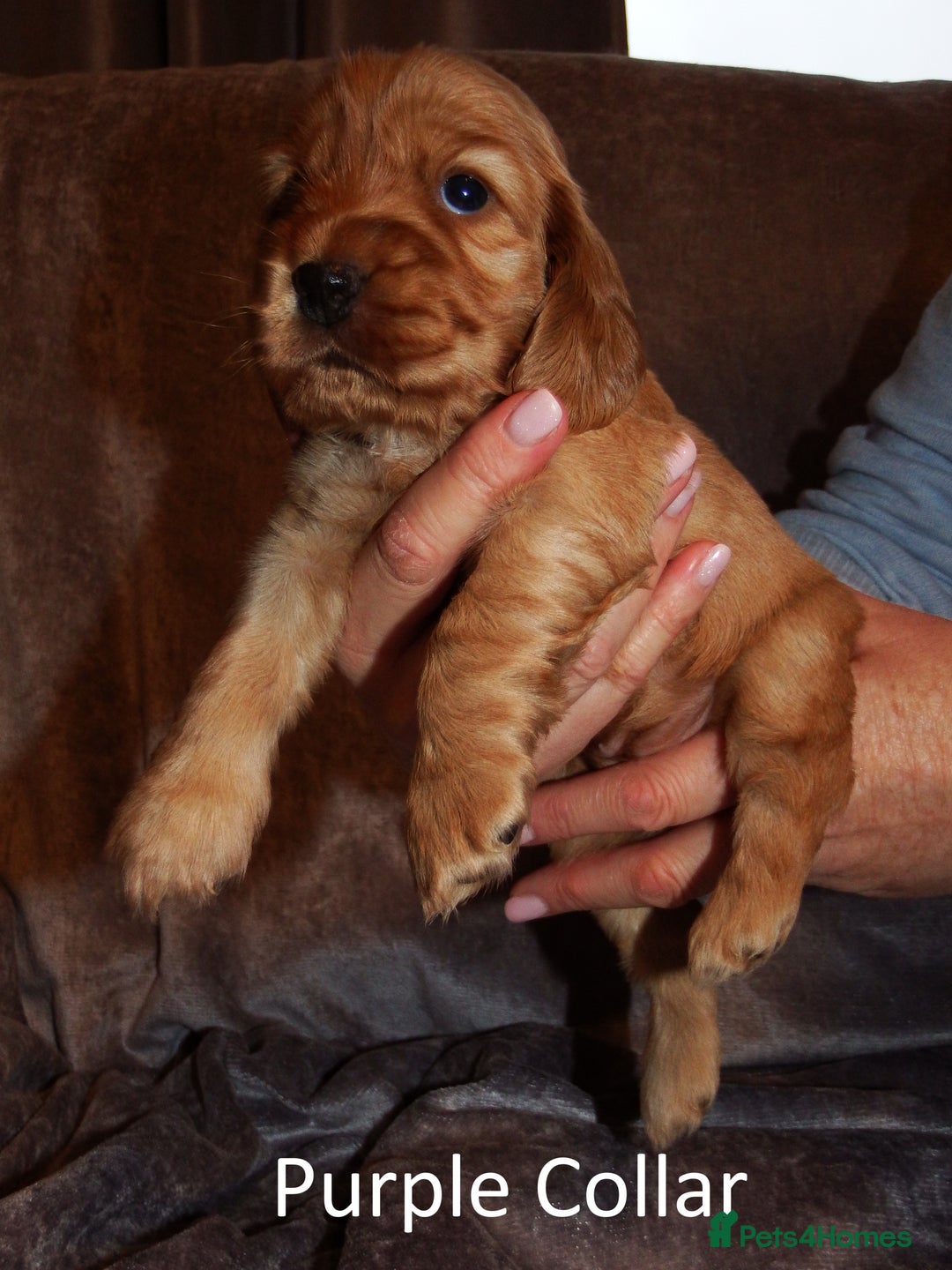 Cocker Spaniel dogs for sale: Golden KC Registered English Show Cocker Spaniels - Advert 25