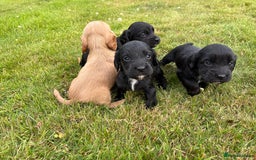 Cocker Spaniel dogs for sale: KC Reg’d Cocker Spaniel Puppies - Image 17