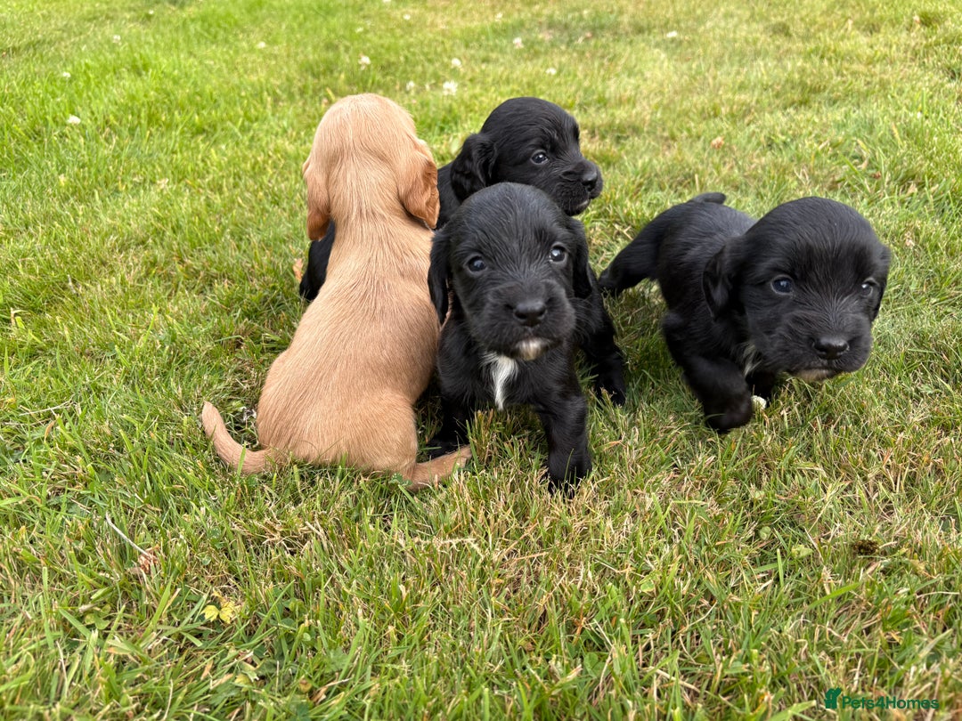 Cocker Spaniel dogs for sale: KC Reg’d Cocker Spaniel Puppies - Image 17