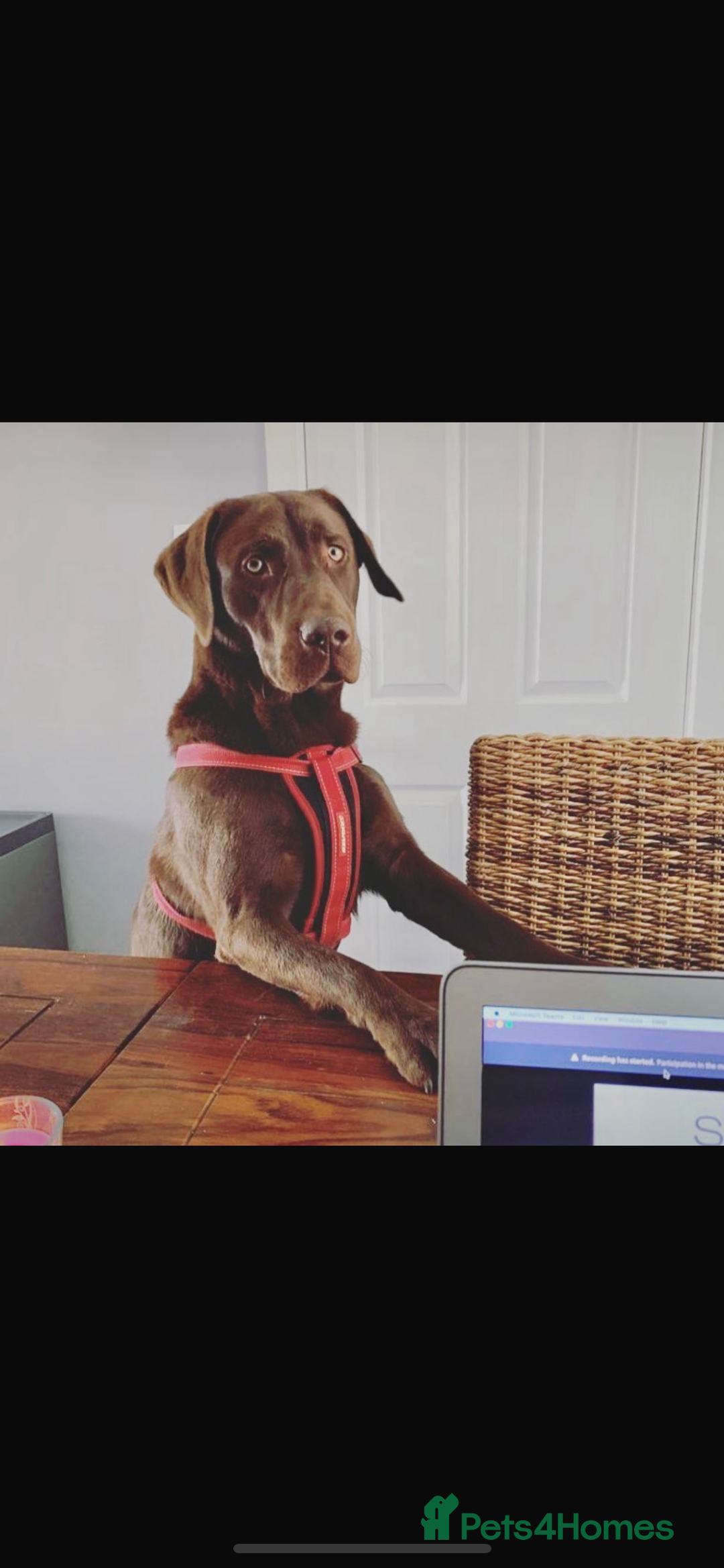 Labrador Retriever dogs for stud: Chocolate Labrador Stud - Advert 6