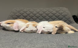 Mini Lop rabbits for sale: Mini Lop Bunnies  - Image 1