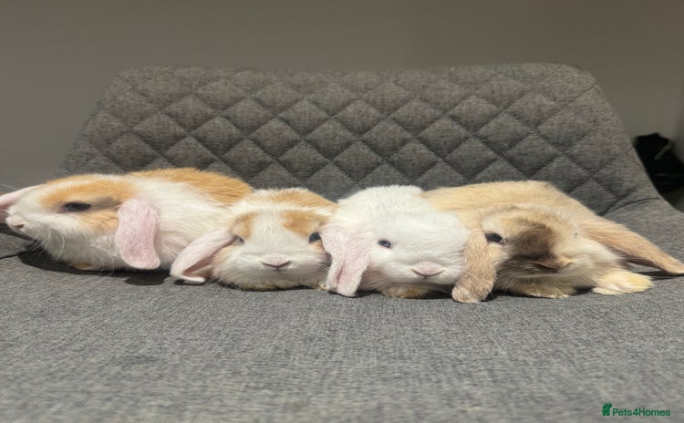Mini Lop rabbits - Advert 16