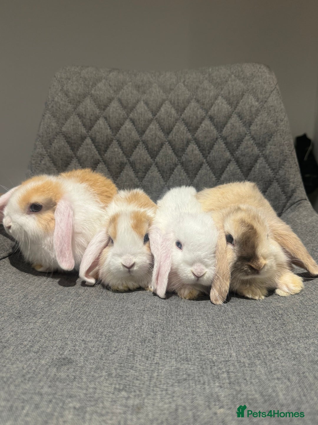 Mini Lop rabbits for sale: Mini Lop Bunnies  - Image 1