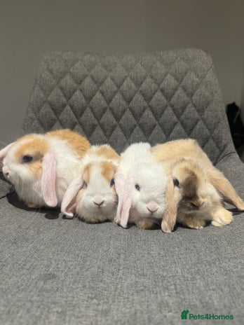 Mini Lop rabbits - Advert 3