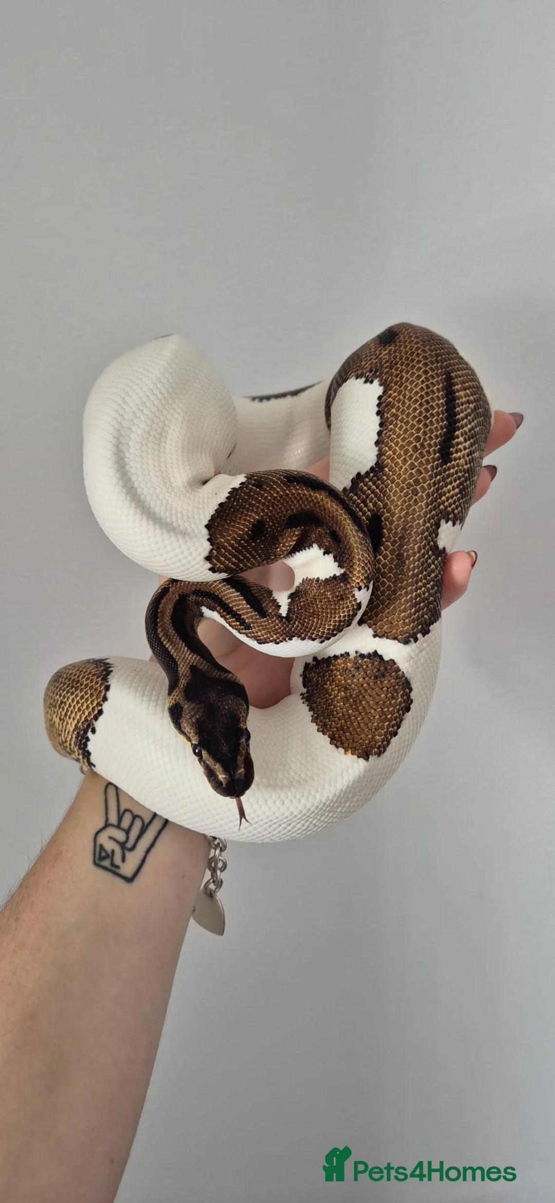 Python Snake reptiles for sale: Leopard Pied, Calico Ball python - Advert 1