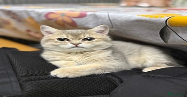 British Shorthair cats - Advert 14