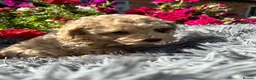 Miniature Poodle dogs for sale: 5 BEAUTIFUL MINIATURE POODLE PUPPIES RED & CREAM  - Advert 14