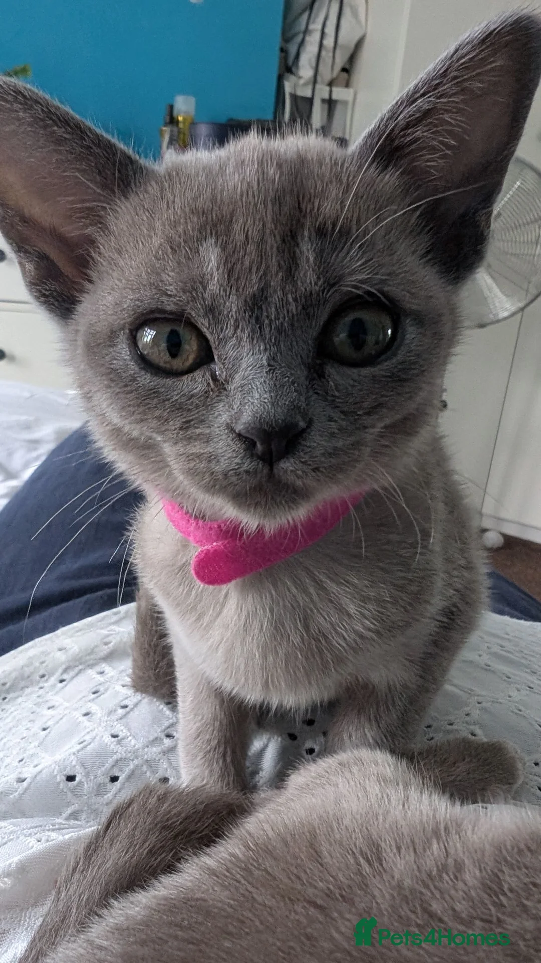 Burmese cats for sale: 1 Beautiful Lilac Burmese baby left - Advert 2