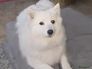 Japanese Spitz dogs Japanese spitz rehome - Advert 17