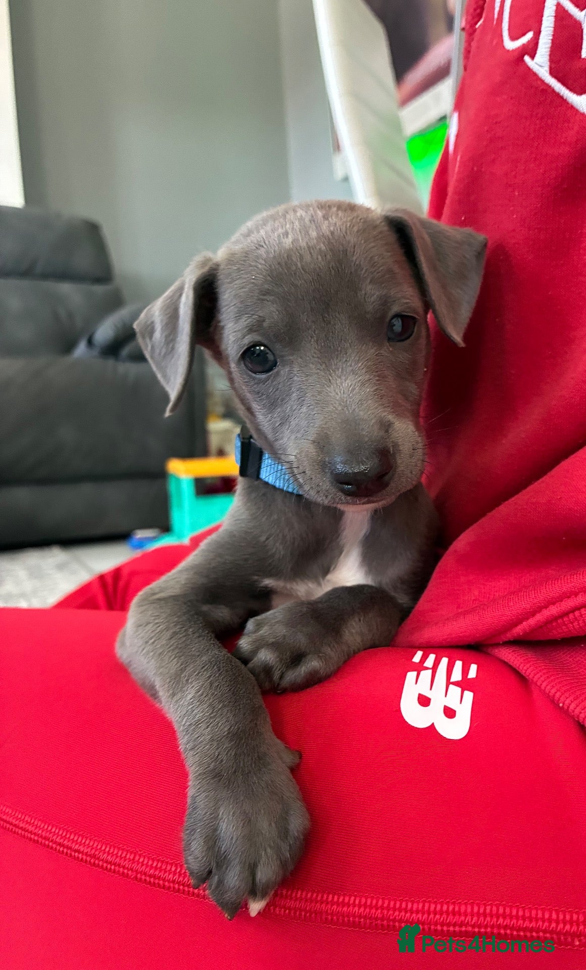 Whippet dogs blue whippets💙 1 boy left  - Advert 4