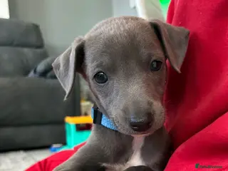 Whippet dogs blue whippets💙 1 boy left - Advert 4