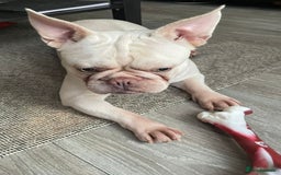 French Bulldog dogs for sale: Platinum Male French bulldog 22 months  - Image 15