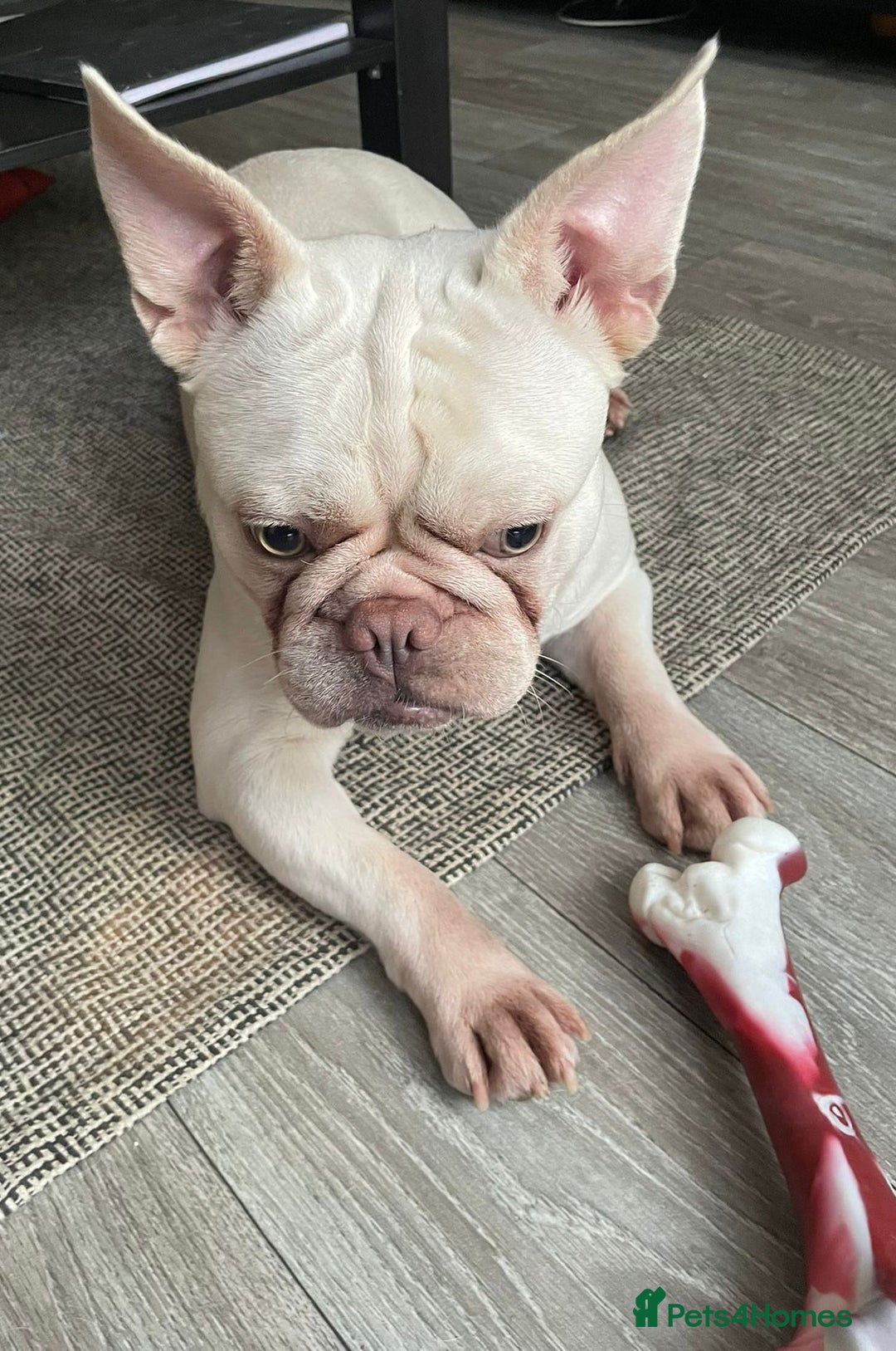 French Bulldog dogs for sale: Platinum Male French bulldog 22 months  - Image 15