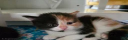 Mixed Breed cats for sale: Adorable Mixed Kittens Ready for Loving Homes - Advert 24