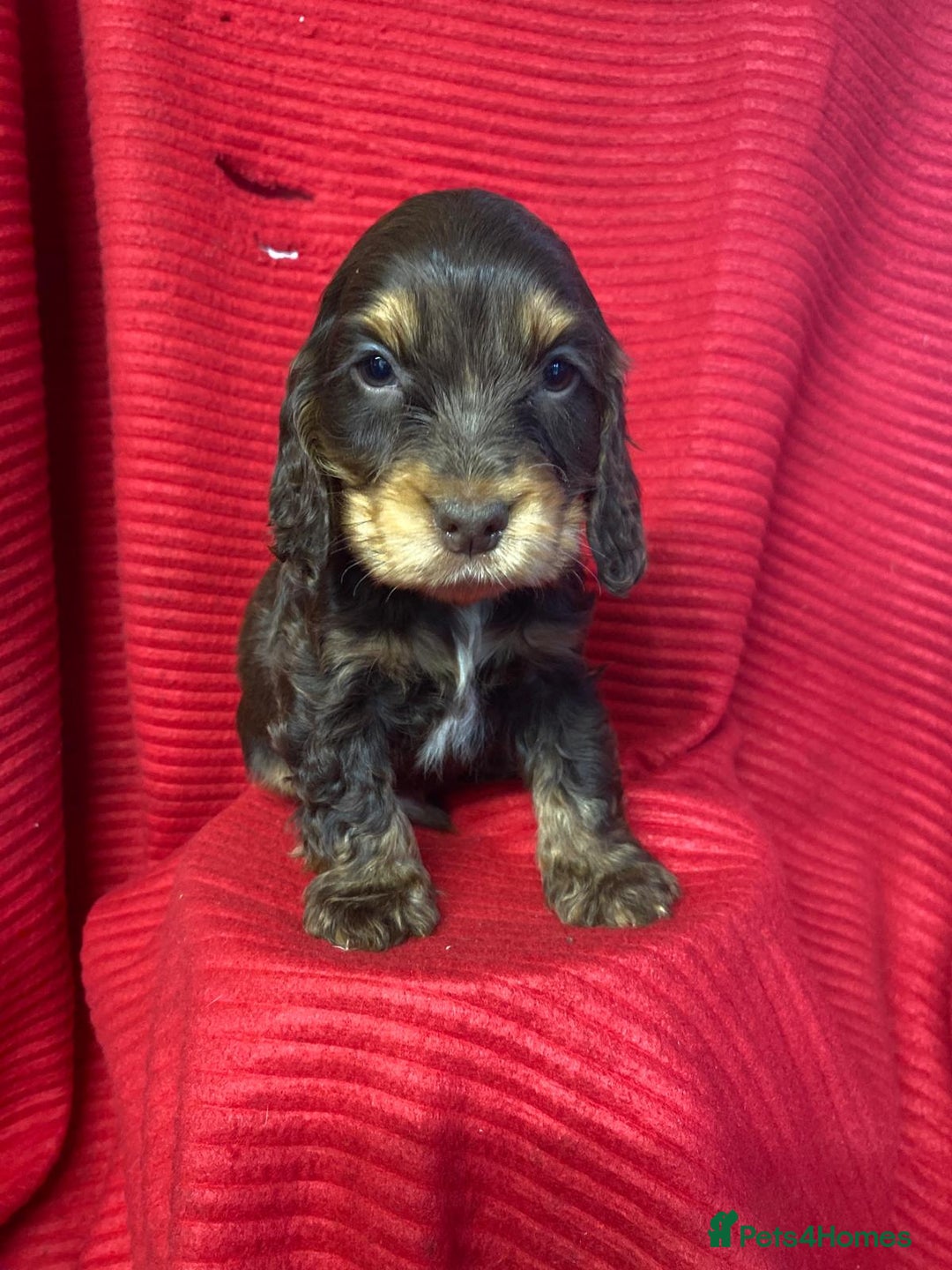 Cocker Spaniel dogs for sale: Kc show type puppies  - Advert 2