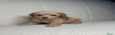 Cockapoo 4
