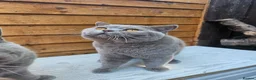 British Shorthair cats for sale: Gccf Lilac Male 10 mths old - Advert 1