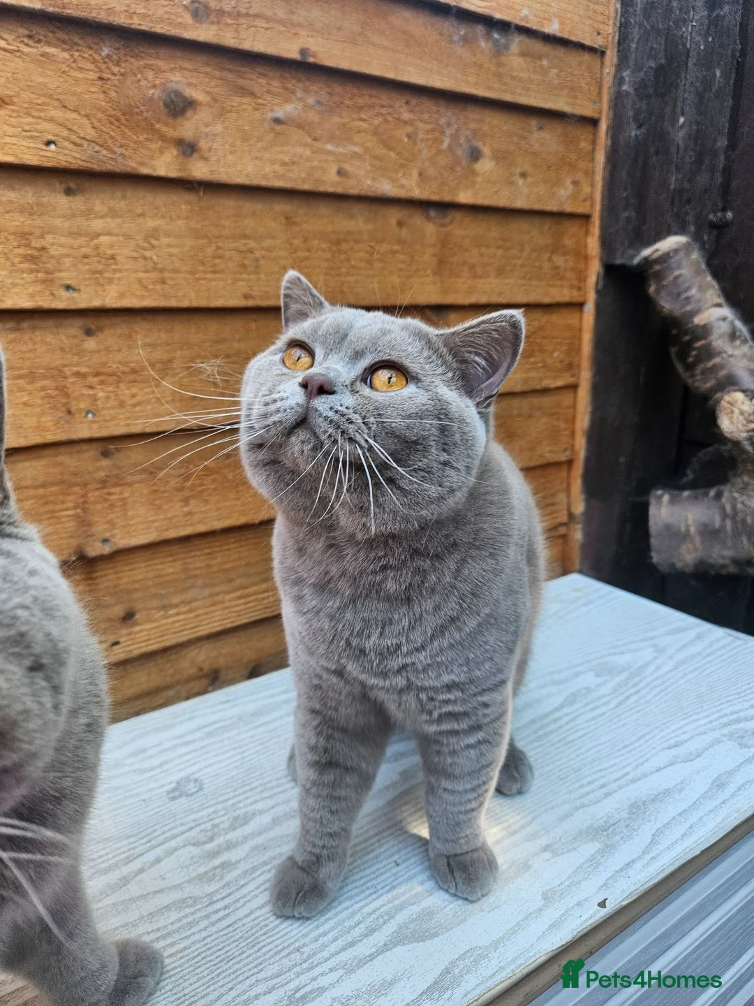 British Shorthair cats for sale: Gccf Lilac Male 10 mths old - Advert 1