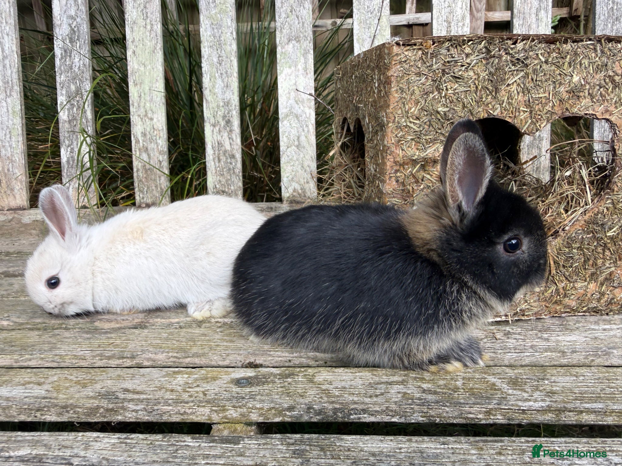 Netherland Dwarf rabbits Pure Netherland dwarf bunnies  - Advert 5
