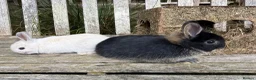Netherland Dwarf rabbits for sale: Pure Netherland dwarf bunnies  in London - Advert 1