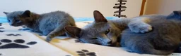 Russian Blue cats for sale: Russian Blue kitten for sale - ONE Girl left - Advert 9