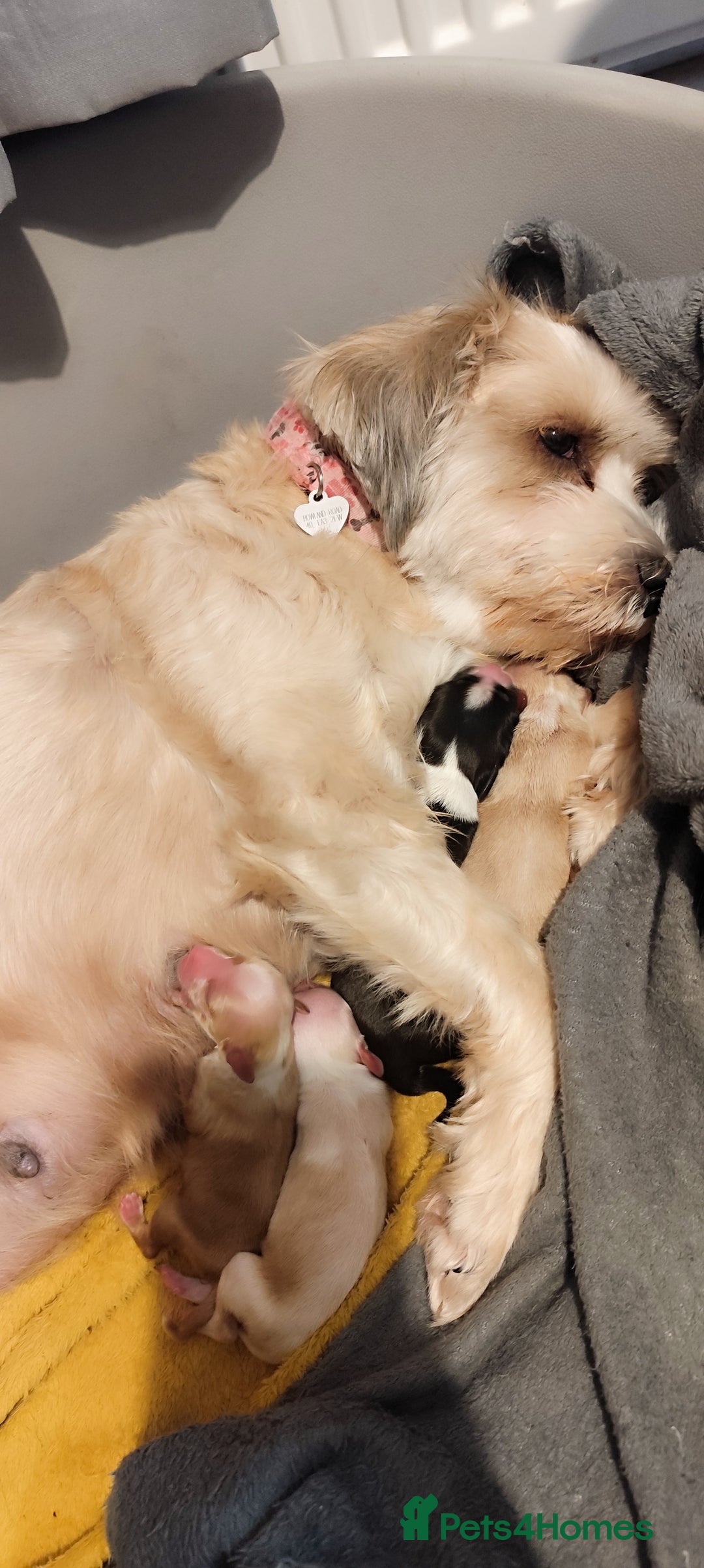 Tibetan Terrier dogs for sale: KC Tibetan Terrier Puppy  - Image 3