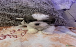 Shih Tzu dogs for sale: 2 female Shih Tzu puppies  - Image 10
