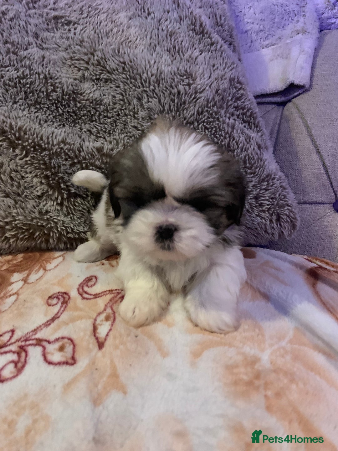 Shih Tzu dogs for sale: 2 female Shih Tzu puppies  - Image 10