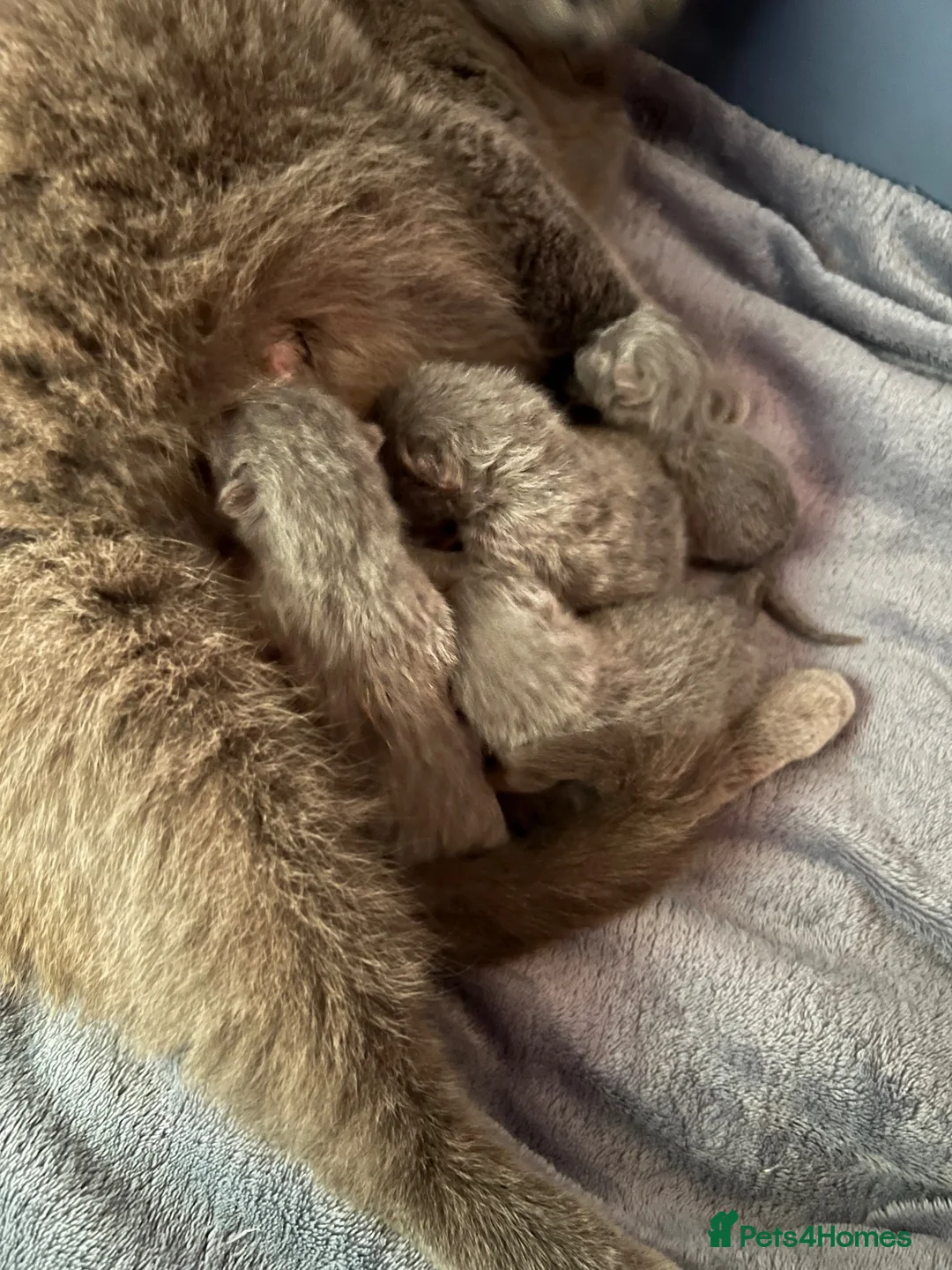 British Shorthair cats for sale: Beautiful British Shorthair Boys - Advert 2