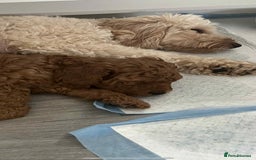 Miniature Poodle dogs for stud:  ⭐️KC PRINCE CHARMING BLUE BOY MINIATURE POODLE⭐️ - Image 38