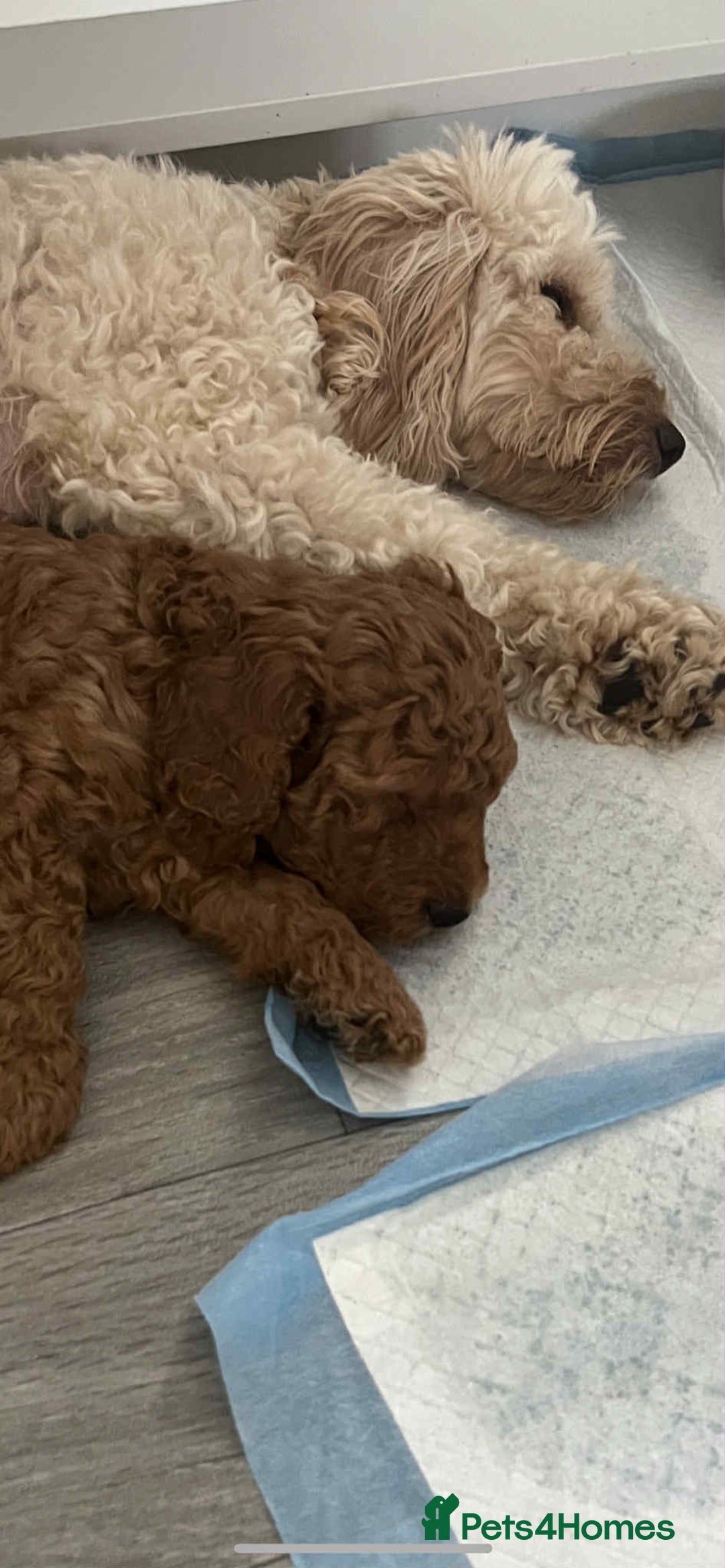 Miniature Poodle dogs for stud:  ⭐️KC PRINCE CHARMING BLUE BOY MINIATURE POODLE⭐️ - Image 38