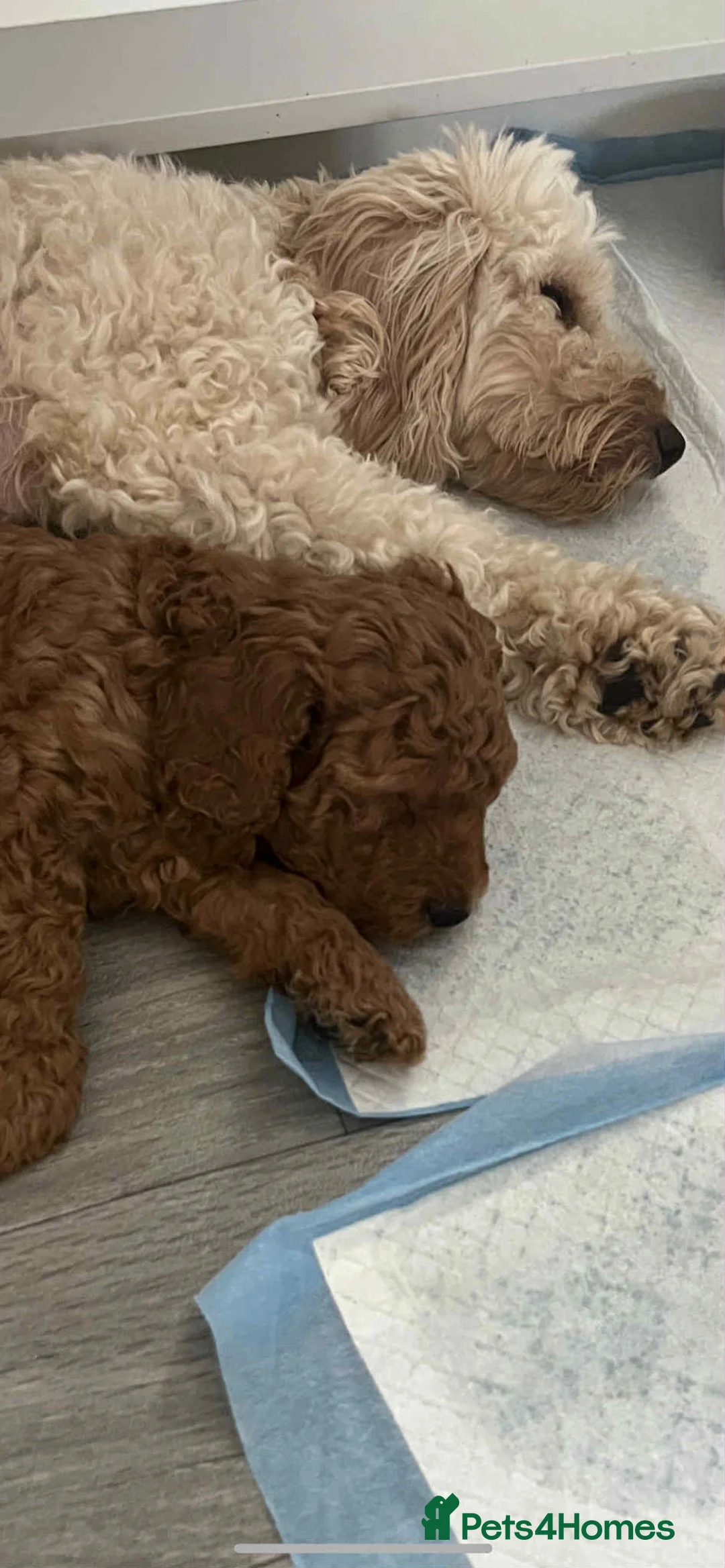 Miniature Poodle dogs for stud:  ⭐️KC PRINCE CHARMING BLUE BOY MINIATURE POODLE⭐️ - Advert 36