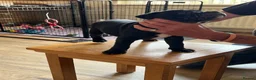 Staffordshire Bull Terrier dogs for sale: KC reg 8week Staffordshire Bull Terrier  in Stoke-on-Trent - Advert 7