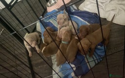 Staffordshire Bull Terrier dogs for sale: Beautiful staff puppies for sale - Image 2