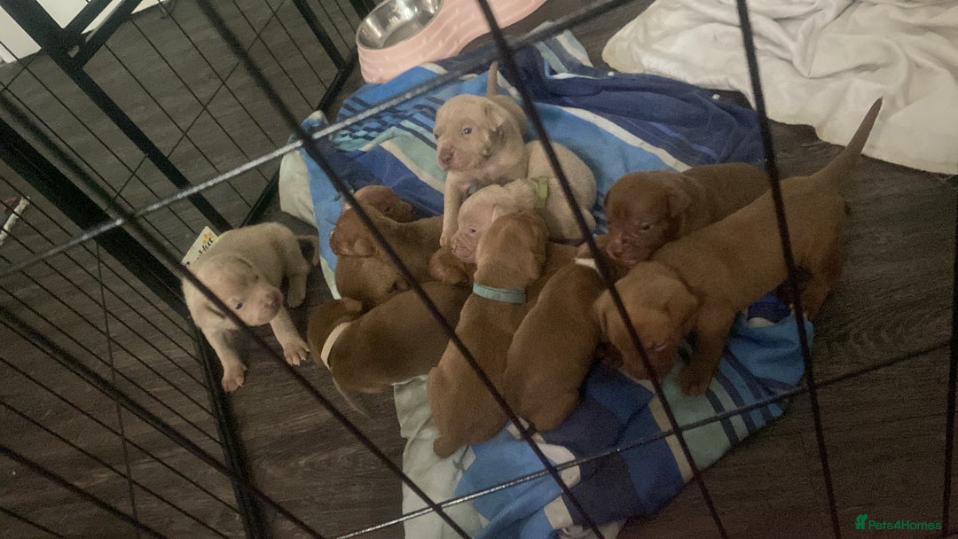 Staffordshire Bull Terrier dogs for sale: Beautiful staff puppies for sale - Image 2