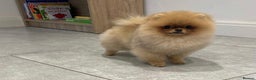 Pomeranian dogs for stud: Stunning Show Pomeranian For Stud - Advert 1