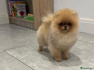 Pomeranian dogs Stunning Show Pomeranian For Stud - Advert 6