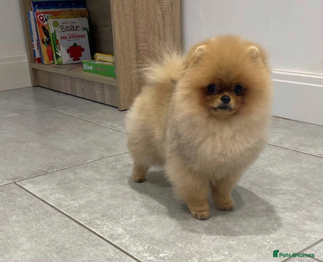 Pomeranian dogs for stud: Stunning Show Pomeranian For Stud - Advert 1