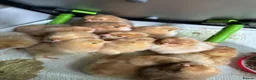 Chickens poultry for sale: Hybrid chicks for sale - Advert 3