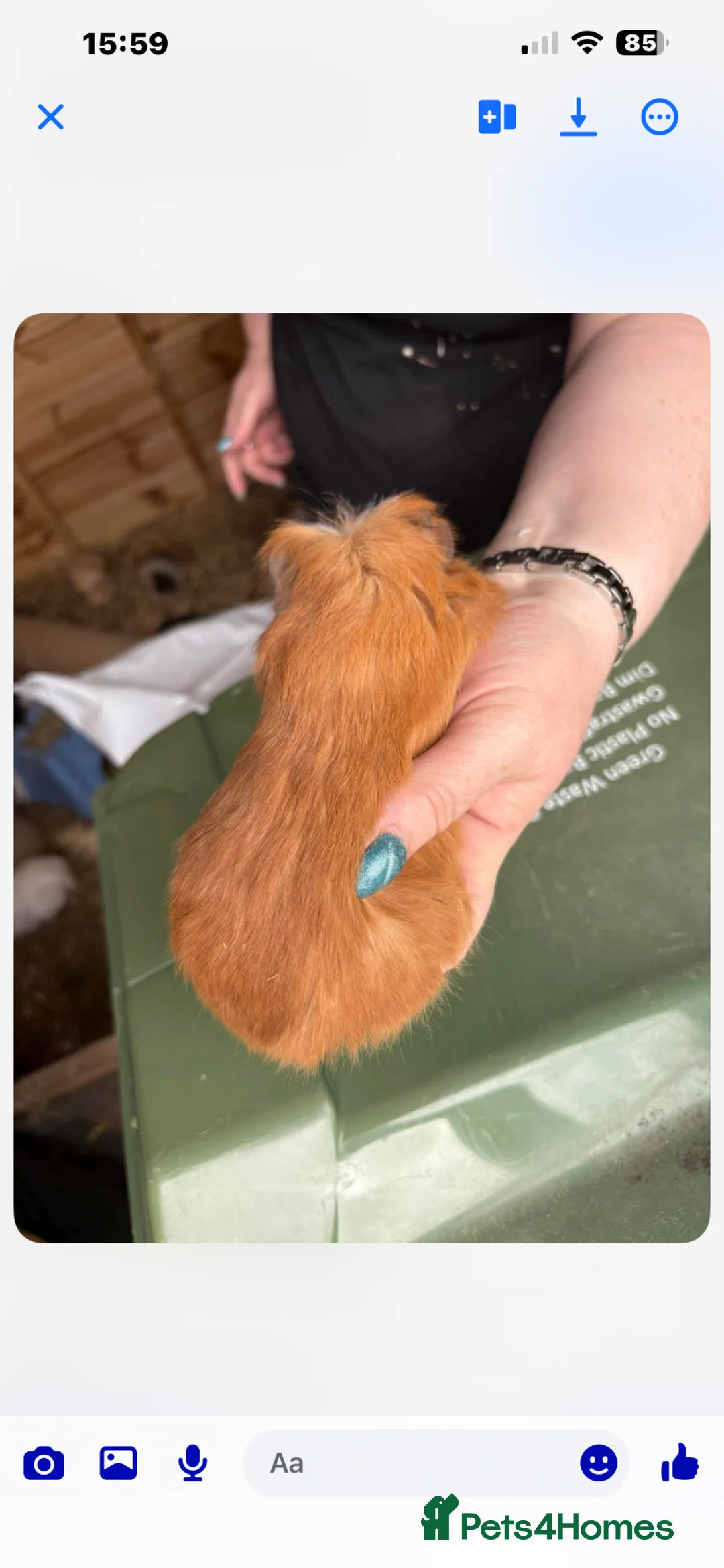 Guinea Pig rodents for sale: Male guinespig longhair  - Advert 2