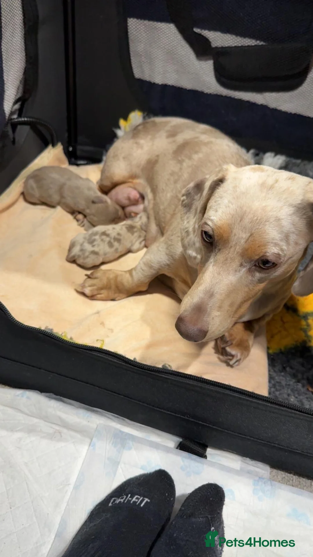 Dachshund dogs for sale: Miniature daschund puppies  - Advert 13