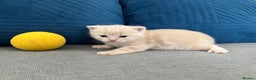 British Shorthair cats for sale: Rare colors British Shorthair kittens - Advert 23