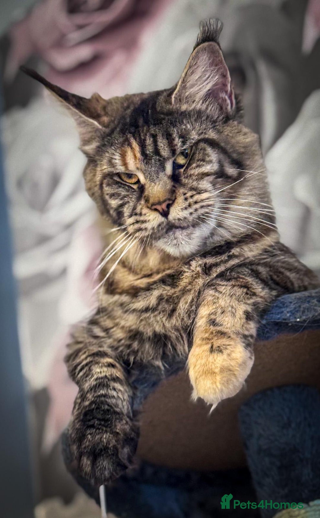 Maine Coon cats for sale: Full breed gorgeous Mainecoon female 2 years old - Advert 8