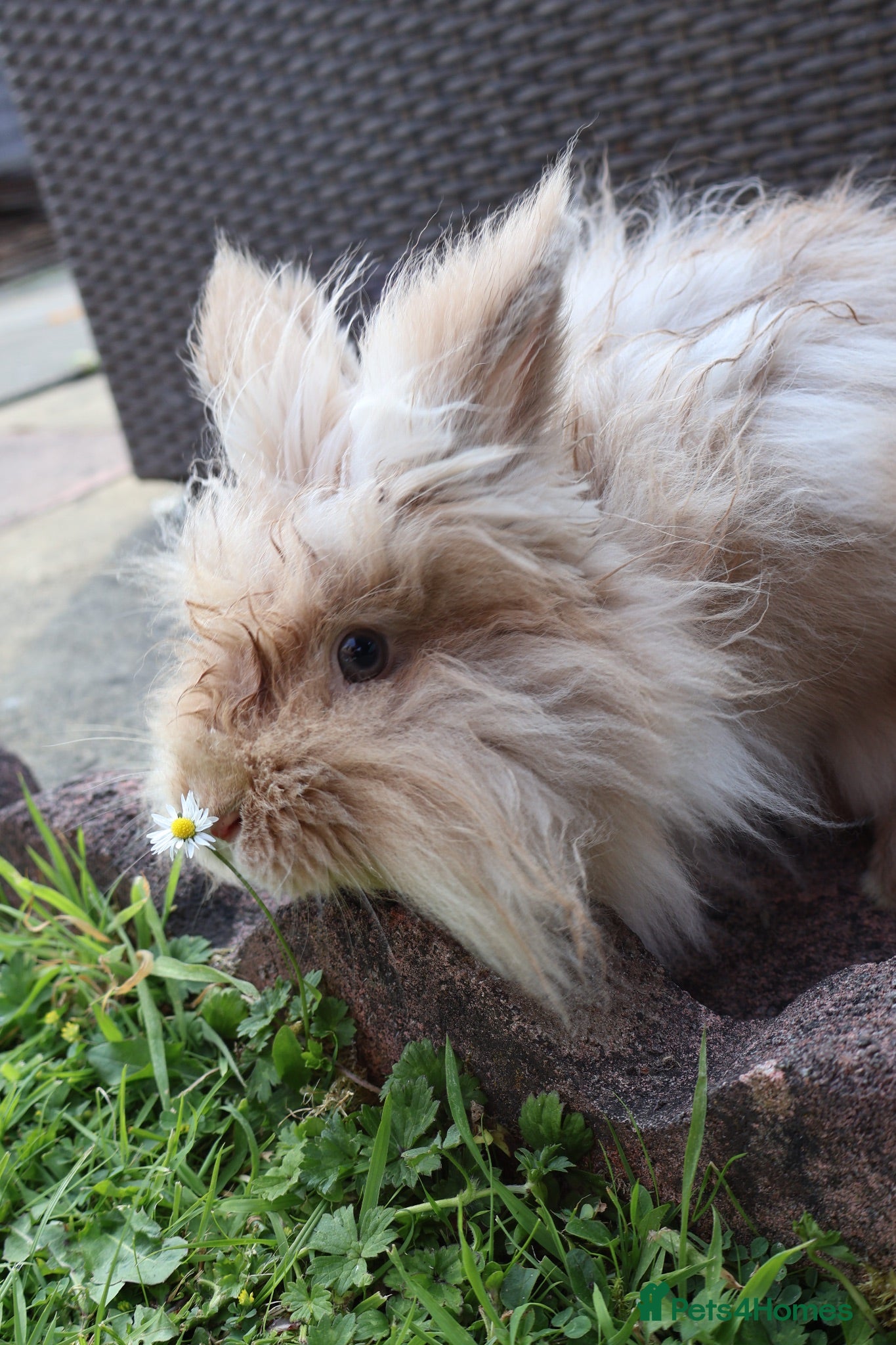 Lionhead rabbits Rabbit looking for new forever home  - Advert 17