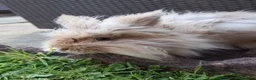 Lionhead rabbits for sale: Rabbit looking for new forever home  - Advert 1